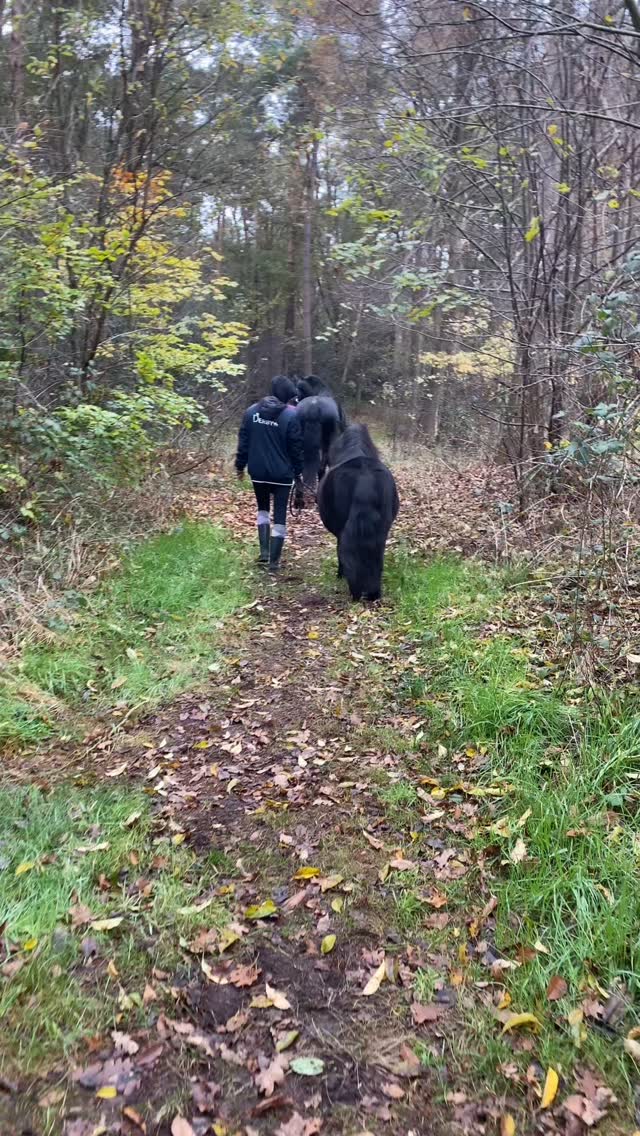 Spazierengehen mit dem Pferd – einfacher gesagt als getan?
In der neuen Podcastfolge sprechen wir darüber:
✨ Welche Ausrüstung wirklich sinnvoll ist
✨ Wie man startet – auch wenn man selbst unsicher ist
✨ Was tun, wenn das Pferd Angst hat oder nur fressen will
✨ Wie Spaziergänge abwechslungsreich & spannend werden
✨ Und noch vieles mehr!
🎧 Hör jetzt rein: Pferklaert – Folge 19|Spazieren gehen ohne Angst, mit gewollten Snacks und Spaß
👉 Auf Spotify & Apple Podcasts (Link in der Bio)
💬 Teile deine Erfahrungen in den Kommentaren:
Was sind deine größten Herausforderungen beim Spazierengehen?
Welche Tipps haben dir geholfen?
Lass uns austauschen und voneinander lernen! ☺️