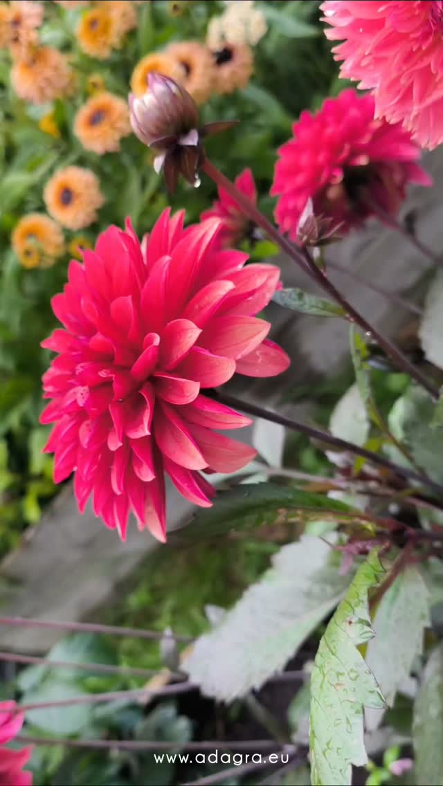 🐦 The lovely birds making the air vocal with their happy songs, the delicately tinted flowers in their perfection perfuming the air, the lofty trees of the forest with their rich foliage of living green—all testify to the tender, fatherly care of our God and to His desire to make His children happy. 🌳❤️
~ Steps to Christ page 10.1
#countryliving #nature #flowers #godislove #creation #adagraeurope