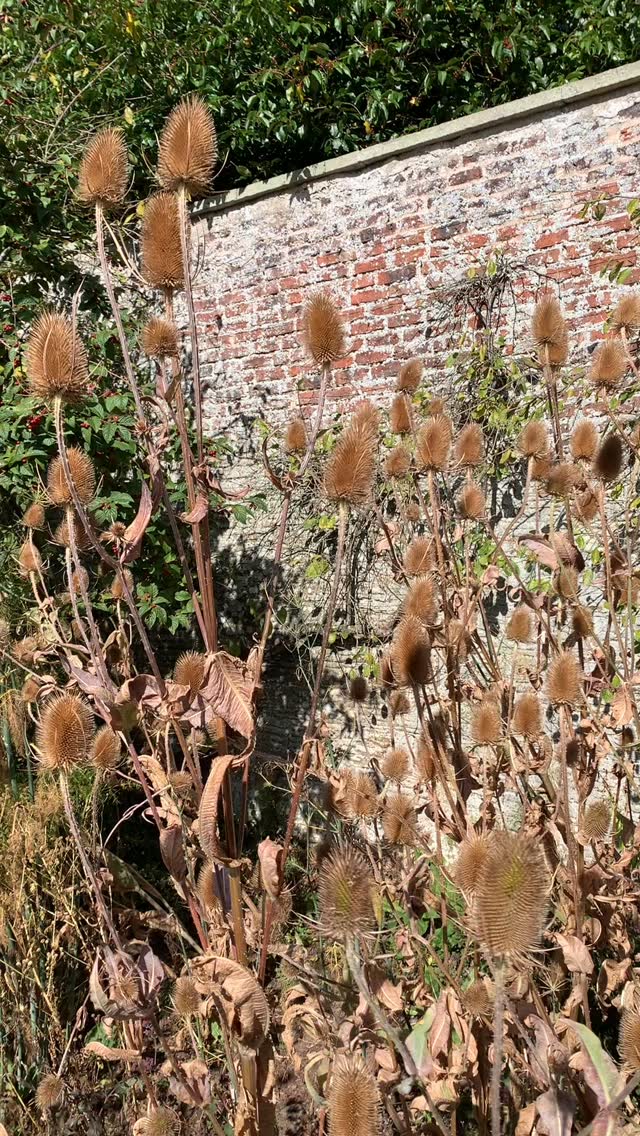So beloved by butterflies and bees earlier in the season, small birds will now benefit from the teasels’ seedheads as we advance into autumn.
If you’re interested in finding out more about our garden in South-east Scotland, you might like to read our regular blog. You can find the link in our profile bio or visit www.thescottishcountrygarden.com. Check out our latest post ‘Wishing Summer farewell.’
#gardenblog #garden #thescottishcountrygarden #scottishcountrygarden #gardenbloguk #scottishgardenblog #headgardenersblog #countrygardenblog
#gardenblogger #summergarden#scottishgarden #scottishgardener #gardenjournal #scottishgardenjournal #gardendiary #gardenersdiary #oldgarden #walledgarden #oldfashionedgarden #walledgardenblog #gardeninscotland #thegardeninaugust #augustgarden
#gardenwriter #ukgarden #gardensofScotland #gardensofgreatbritain
