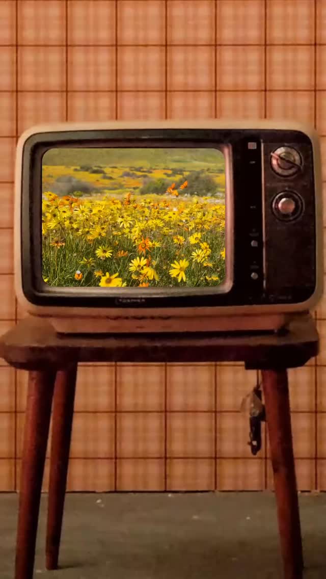 A short story about love and nature 🧡