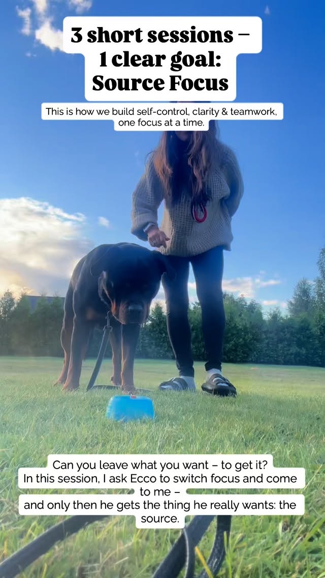 3 short training clips – 3 days – 1 clear goal:
✅ Focus on what he wants most
✅ Choose focus over impulse
✅ Work with me to get what he wants
We’re currently training Source Focus as part of the @stsk9 MVP program, and it’s been such a useful training and skills to develop! Ecco gets to focus on what he wants most, the source.
It’s not about forcing eye contact or redirecting him away from it.
Instead, he learns that only by working with me will he get access to it.
💡 This builds natural impulse control and trust, without suppressing his drive.
What we’re working on right now:
🧠 Holding focus on the source with or without physical contact with me in sit, down and stand position
👀 Staying locked in despite small distractions
👣 Moving together while staying focused on the source
📍 And switching from source → me → reward= source
Yes, he still loses focus now and then, especially when I stand behind him. But instead of saying “no”, I simply cover the source with my hand and reassess:
→ Was the wait too long?
→ Did I move too fast?
→ Was the distraction too high?
Every session teaches me something too. And that’s the beauty of it.
💬 Imagine using this kind of focus training for…
✔️ Vet visits
✔️ Handling
✔️ Real-life distractions
This is just the beginning and I love how much connection this creates.
👉 Have you tried Source Focus training?
#dogtraining #stsk9 #sourcefocus #impulsecontrol
#rottweilertraining #trainingwithdog #dogsport
#focustraining #dogobedience #rottweilerlife
#positivedogtraining #dogmotivation #doggoals #workingdogsofinstagram #connectionovercontrol #stsk9masterviewpath