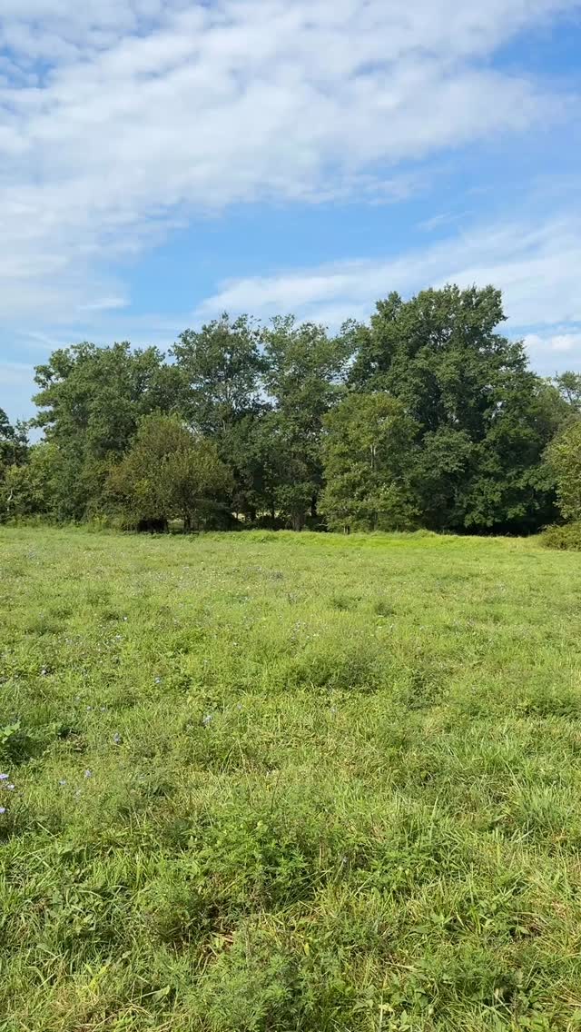 Enjoying a fabulously cool summer morning. Fall is around the corner🌞🍂
#piedmonthorseretirement #horseretirement #horseretirementfarm #livingthegoodlife #livingtheretiredlife #retiredhorsesofinstagram #retiredhorses #horsesofinstagram #horses #horselife #horsecountry #huntcountry #ponies #retiredponies #retiredponiesofinstagram #thoroughbred #thoroughbredsofinstagram #retiredthoroughbred #retiredracehorses #retiredracehorsesofinstagram #landthatilove