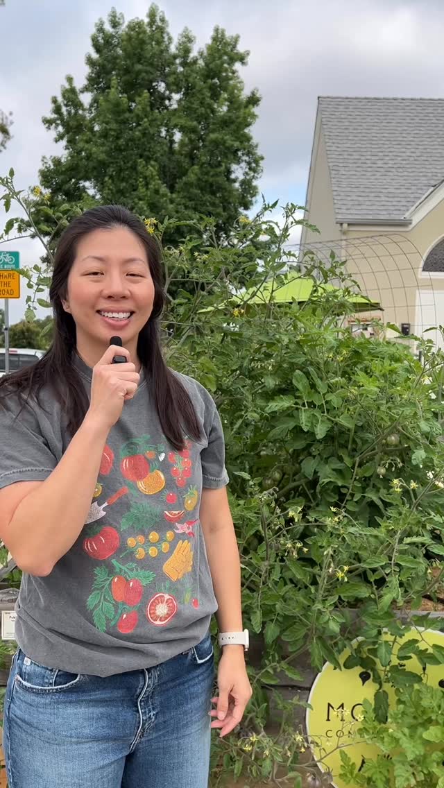 If your tomatoes are looking a little overgrown you can prune them with this super simple trick! Removing suckers can help improve airflow and de-bulk your plants to make the fruit easier to access. Have you tried pruning tomato suckers before? 🍅✂️🌱
.
.
.
#tomatoplant #communitygarden #monrovia #sangabrielvalley #gardentips