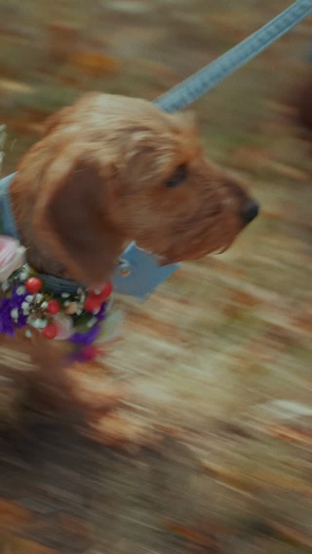 Abi ❤️ Jake
@abijames21 & @jake_bryant
@albionrowphotography
@restronguet.barton
@lou_lou_belles_florist_
#cornishwedding #restronguetbarton