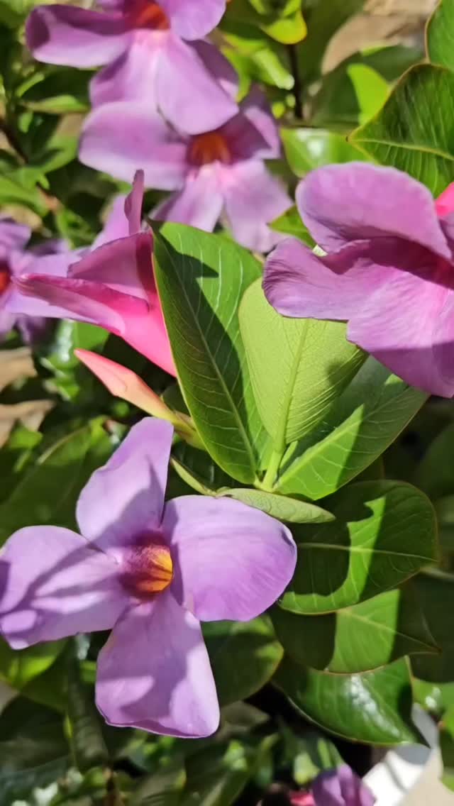 🌺 PURPLE PARADISE IN A POT! 🌿☀️
Summer just got a major glow-up with this showstopping combo suggestion below! 💜🔥
At the heart of it all? The Bluephoria™ Mandevilla @suntoryflowers.na Parasol'—bursting with rich violet petals and a bold pink throat, like it’s got somewhere fabulous to be. 💃
We paired it with: ✨ Coleus ‘French Quarter’ for that deep, moody drama
✨ Caladium ‘White Queen’ to soften and brighten
✨ Supertunia ‘Bordeaux’ to spill in purple perfection
✨ Sweet Potato Vine ‘Blackie’ for those sultry trailing vibes
Tropical. Lush. Unapologetically bold. Perfect for patios, poolside, or front porch flexin’. 😎🌴
#TuBLOOM #ContainerGardenGoals #BluephoriaMandevilla #SunParasolCenturySun #SummerGardenVibes #ColorfulContainers #TropicalPlants #BoldBlooms #FlowerPower #PlantDesign #ContainerInspo #PatioPlants #GardenGlowUp #PurpleFlowerLove #GardenStyling #TropicalVibesOnly #HeatLovers #SummerPlanterMagic #TuBloomStyle #Suntory