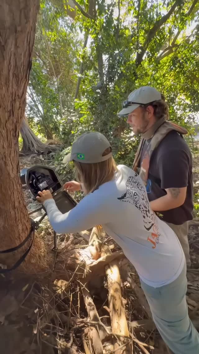 At @wildcatimagingproject we have an initiative to teach conservation projects and NGO’s on the use of DSLR Camera Traps 📸
Founder @benjaminlwild teamed up with @jaggiemartin, founder of the @jaguaridproject 🐆 to bring a DSLR Camera Trap to the Pantanal and teach them how to use the system. The camera trap has already produced some amazing results & we’re super excited to see what comes next! 🐆 🇧🇷
Photographed is Jaju, named after a type of palm tree in Tupi-Guarani, Jaju (also known as Ginger) has ruled the riverbanks near Poço do Amauri and the Corixo Negro for nearly a decade. First seen in 2016, she’s one of the most iconic females of the region—recognizable by her fierce stare and commanding presence.
As the daughter of Patricia and sister to Medrosa, Jaju comes from a powerful bloodline. Over the years she’s raised cubs like Manath, and mated with dominant males including Bernard, Donal, Hero, Ousado, and Baguá. She’s the beating heart of the floodplain—resilient, experienced, and deeply woven into the story of the Pantanal.
#wildcatimagingproject #DSLRcameratrap #jaguar #pantanal #brazilwildlife #wildlifeconservation #conservationphotography #wildcats #jaguaridproject #bigcats