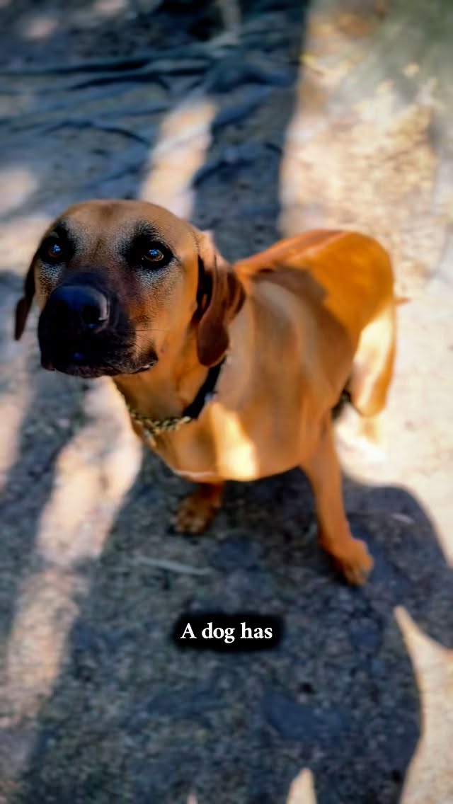 Happy National Dog Day! 🐶❤️ At Duncans we get to celebrate dogs not just today, but every day! Spending our days surrounded by happy paws, wagging tails, and the sweetest companions is truly the best job in the world!
#doglovers #doggydaycare #doglife #dog #doggydaycareuk #dogdaycare #dogoftheday #woof #duncans #duncansdoggydaycare #surreydogs #london #londondogs #londondogsofinstagram #surreydogwalking #dogs #pet #petcare