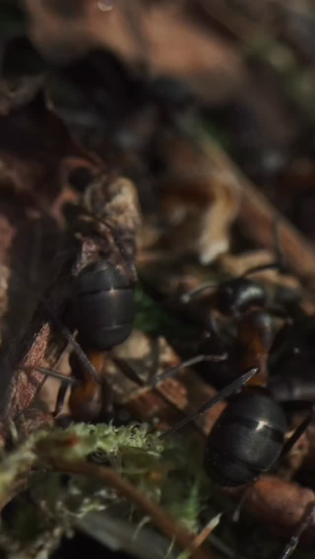 Loved writing this cue for ‘Saving Our Rainforests’ - Northern Hairy Wood Ants seem to be very musically inspiring!
Full score available to listen to via the links in my bio!
