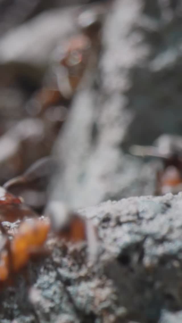 New film score out now!
I’ve had an absolutely brilliant time writing the music for ‘Saving Our Rainforests’. Thank you @wildland.em for being a fantastic collaborator and for directing such a beautiful and informative documentary!
Listen to the full score via the Linktree or website links in my bio.
Who knew there were rainforests in the UK…