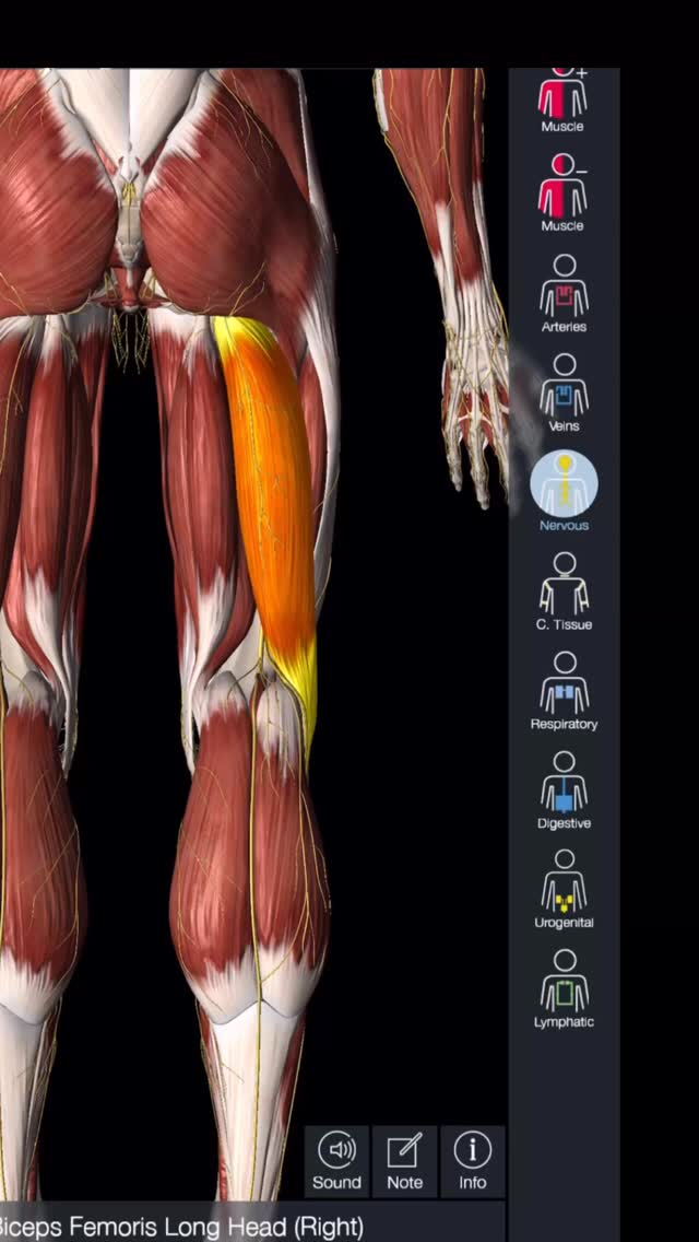 Are you feeling your hamstring stretch into your lower leg/calf? Here’s why that’s not what you should be feeling during that stretch. Come visit one of our knowledgeable physiotherapists to discover the route of this problem!