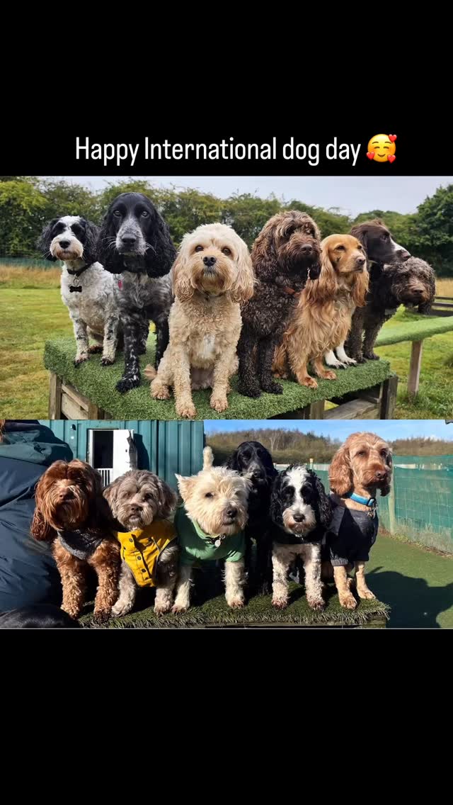 Happy international dog day. We are so lucky to celebrate dogs everyday here! But we would love to hear, in your opinion , what makes your dog so special? #dogdaycare #cutedogs #happyinternationaldogday #dogday