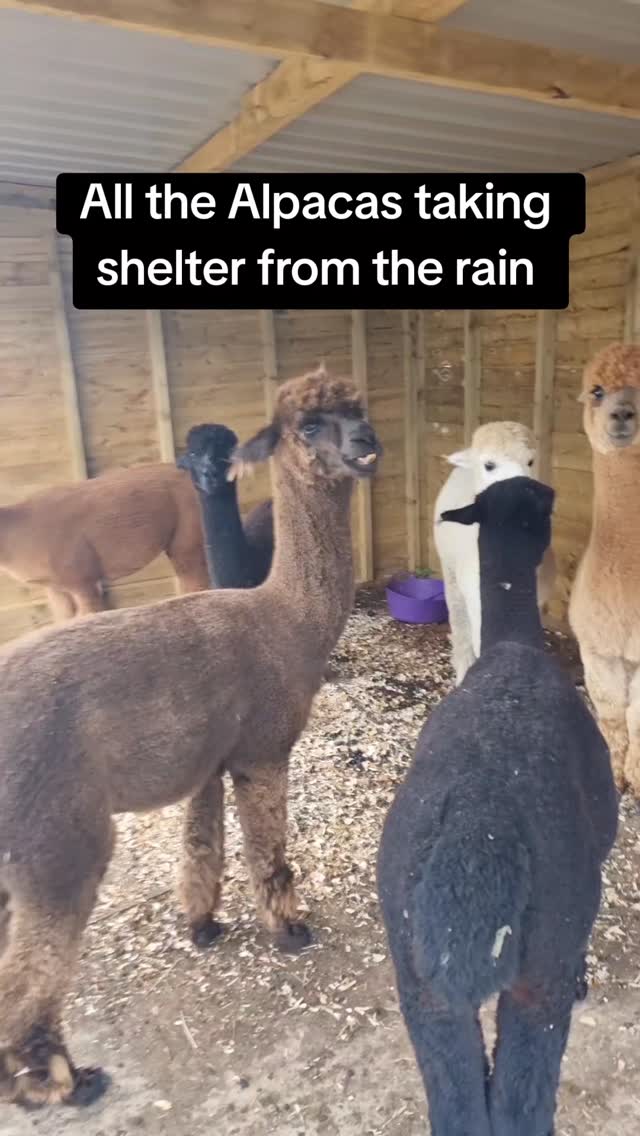 Ralph, the unbothered King 👑
#alpacaexperience #wiltshirealpacas #alpacawalking #alpacatrekking #alpacaadventure #walkwithalpacas #fluffyfun