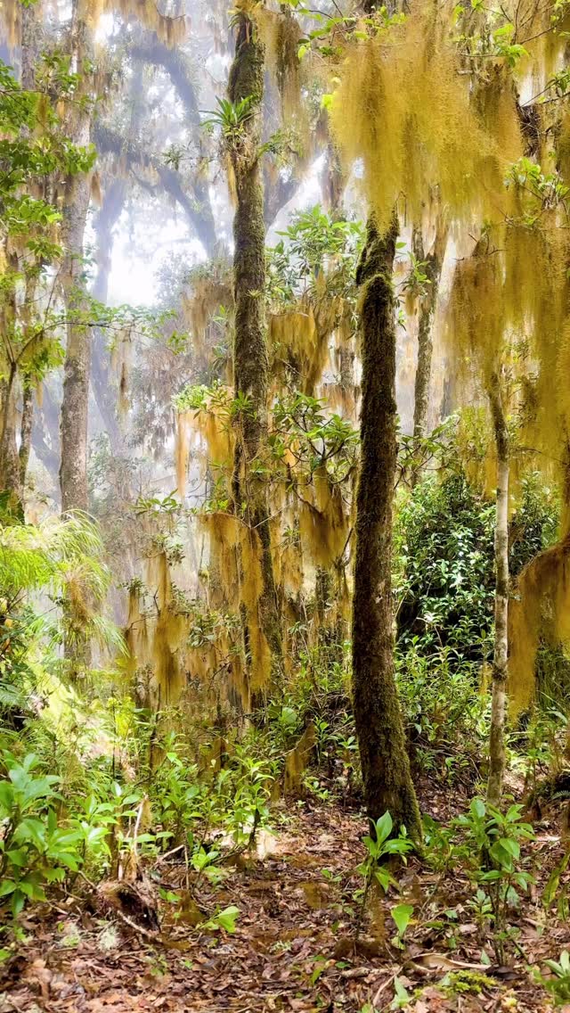 🐆 🇨🇷 Pecoso’s World 🇨🇷 🐆
The high altitude, golden forests of the Cordillera de Talamanca are home to a variety of species. Many of them endemic & at risk. It’s our most important goal to continue highlighting this precious ecosystem, with characters like Pecoso seen here leading the charge! 🐆
If you would like to support this goal in anyway, please don’t hesitate to contact us 🐆 ⛰️ 🌳
#Jaguar #BigCats #PantheraOnca #TalamancaMountains #CostaRicaWildlife #WildCatsOfCostaRica #WildCatImagingProject #TalamancaMammalAlliance #RidgelineProject #CameraTrapWildlife #WildlifePhotography #ConservationPhotography #CatsOfTheCloudForest #WildlifeOfCostaRica #CostaRicaNature #JaguarConservation #EndangeredSpecies #ProtectWildlife #WildlifeAwareness #NatureConservation #RainforestCats #WildlifeEncounters #PredatorsOfTheForest #NeotropicalWildlife #CostaRicaConservation #CatsofCentralAmerica #MountainJaguar #WildlifeResearch #BigCatConservation