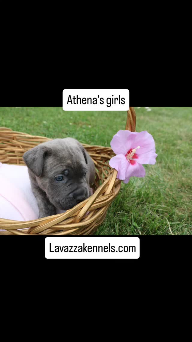 #dogsofinstagram #doggo #dogkennel #canecorso #doglife #availablepuppies #cutedogs #rehoming #canecorsofans #akccanecorso #AKCshow #akcchampion #akcgrandchampion #akcregistered #akcshowdog #akcchampionbloodline