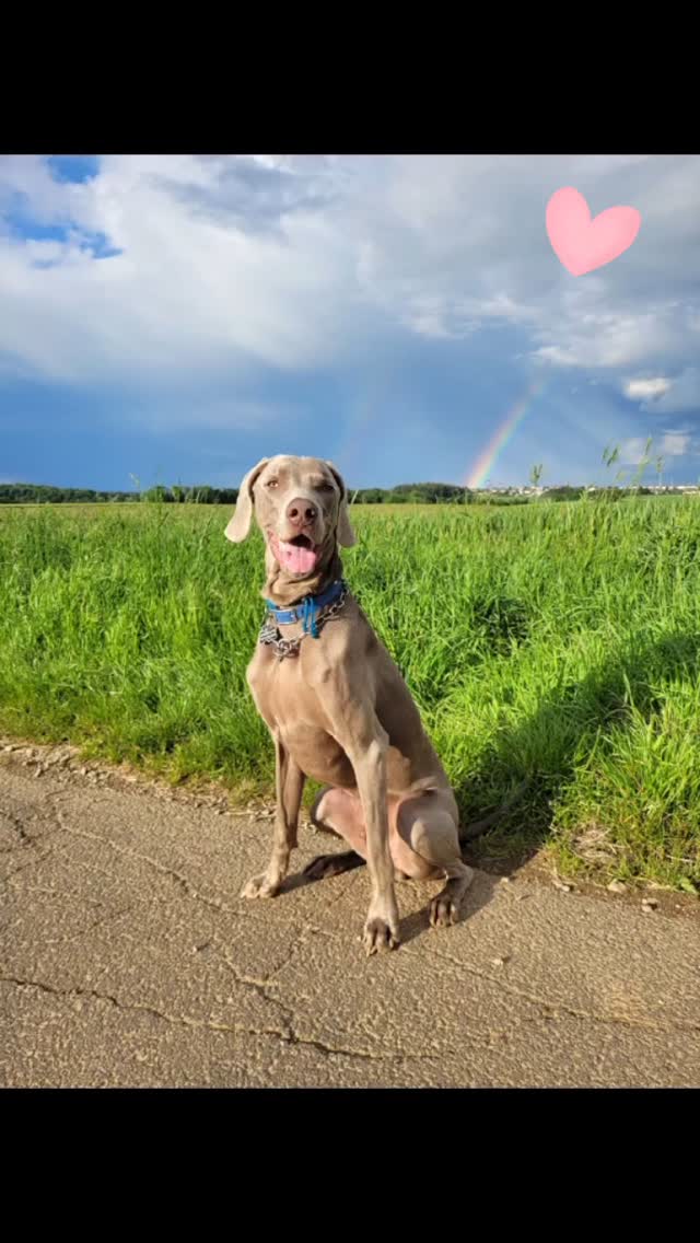 🌞 Une journée qui a du chien ! 🐕
Aujourd’hui, c’est la #JournéeMondialeDuChien 🐾
L’occasion parfaite de mettre à l’honneur ces fidèles compagnons qui remplissent nos vies d’amour, de joie, de tendresse et d’aventures 🐕❤️
Merci à chacun d’eux pour les éclats de joie, les parties de jeux, les câlins volés et toutes ces promenades partagées à mes côtés 🌳🐶💕
#dogtrotter #bonheurcanin #meilleuramidelhomme #promenades #luxembourg #ʜᴀᴘᴘʏɴᴇss #amoursincere #fidèlecompagnon #letzebuerg #dogwalker