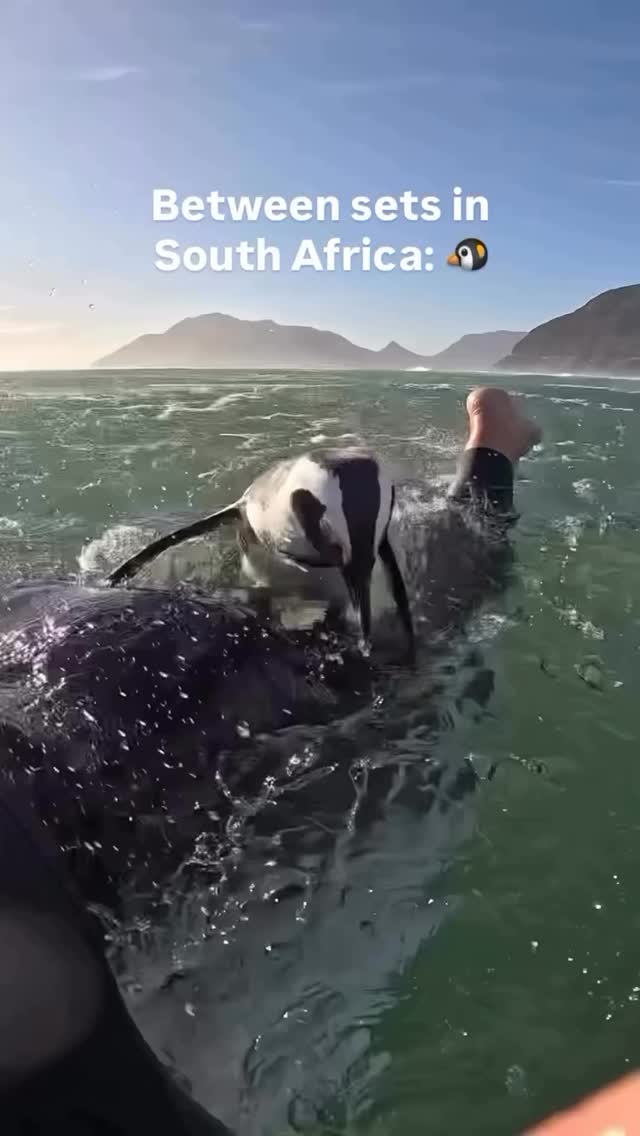 A casual surf day in South Africa - even the wildlife wants to live its best life!!
📽️ @surfline_eur