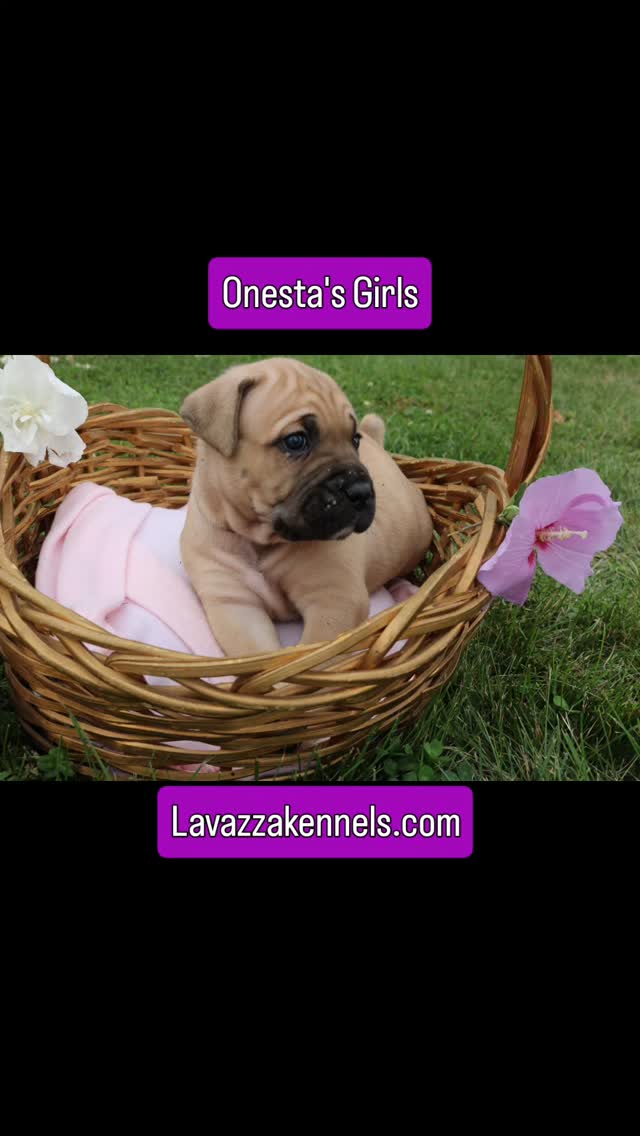 #canecorso #dogkennel #doggo #dogsofinstagram #doglife #availablepuppies #cutedogs #rehoming #doggyeyes #canecorsofans #AKCshow #akccanecorso #akcchampion #akcgrandchampion #AKC #akcregistered #akcshowdog #akcchampionbloodline