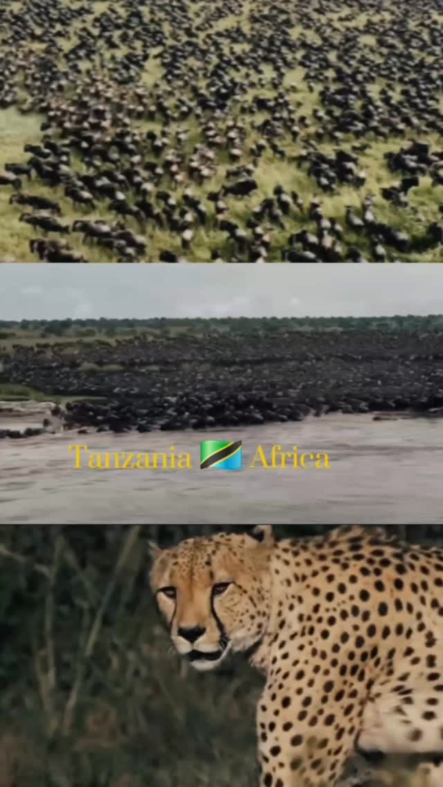 The best of Tanzania 🇹🇿
#maasindasafaritours #serengetinationalpark #tanzania #natronadventures #tanzaniasafari #naturelover❤️ #africanwildlife