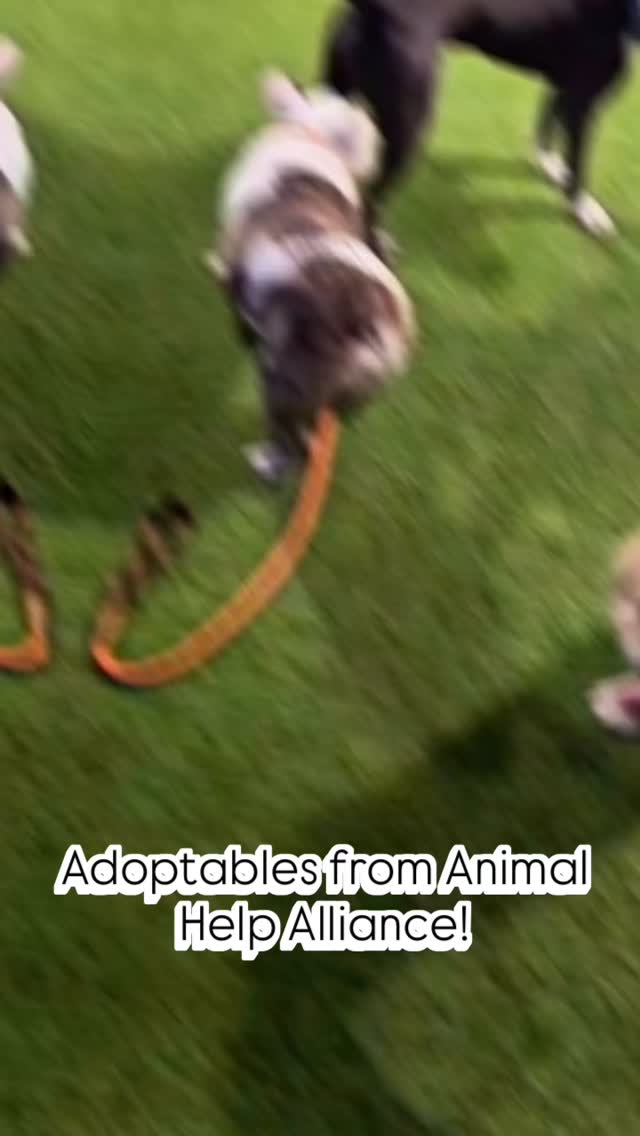 Got a chance to host some cute & handsome adoptables from @animalhelpalliance last week!
Meet Colby, Fifi, Feta & Panko (of course Misfit joined in too).
All are adoptable through AHA & you can see them & get more information on them on AHA social media/website! Lets find them FURever Homes ❤️🐾
#abetterpetdogtraining #animalhelpalliance #adoptme #fureverhomewanted #adoptme #fypシ #explorelasvegas #dogboarding #dogboardinglasvegas #colbyaha #fifiaha #fetaaha #pankoaha #dogsoflasvegas #vegasdogs #dogplaytime #adoptdontshop❤️