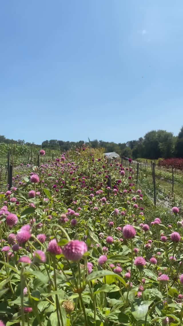 Take a slow summer stroll through the gomphrena patch & admire the butterflies with us 🦋