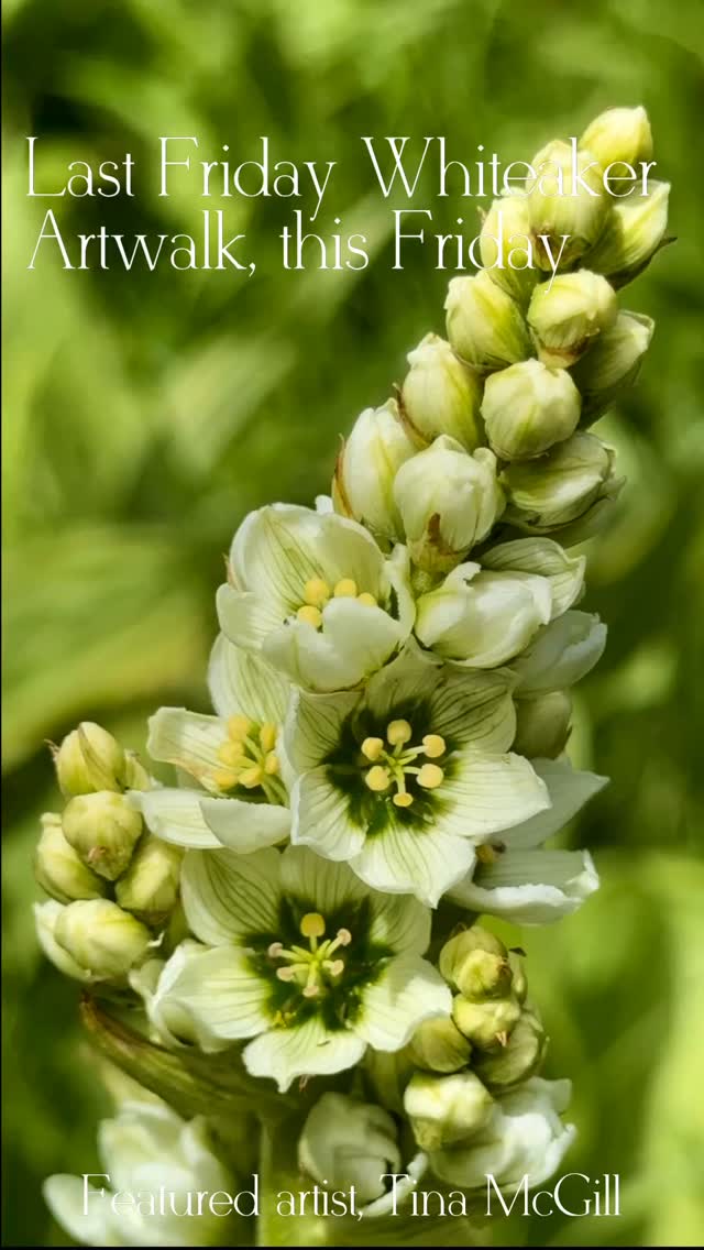 Crow and Cart is proud to support the Whiteaker Last Friday Artwalk! This month’s featured artist is Tina McGill. When she’s not behind the bar, you’ll find Tina exploring Oregon in search of birds, rocks, flowers, and all the little beauties nature has to offer.
A bit about Tina…
Most of my shots come from adventures with my husband, friends, and our dog Jolene—shoutout to them for patiently waiting while I say “just one more picture!” (for the tenth time). I shoot with either my iPhone or Canon M50, depending on the adventure.
.
.
.
#crowandcart #whiteakerneighborhood #eugenebarscene #womanownedbusiness #shrubcocktails #cocktailbar #eugeneoregon #lastfridayartwalkwhiteaker
