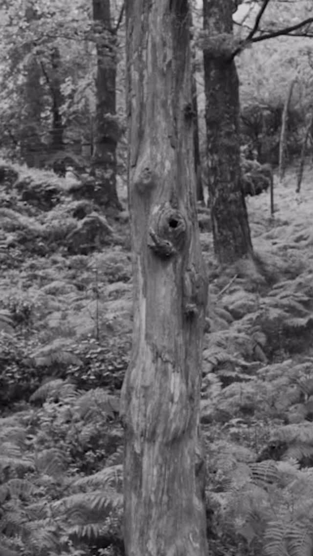 New film score out now!
The full soundtrack for ’Saving Our Rainforests’ is available via the links in my bio!