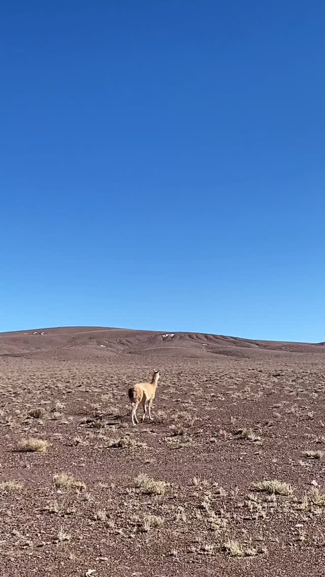 Atacama is waiting for you!
Atacama está esperándote!
O Atacama está esperando por você!