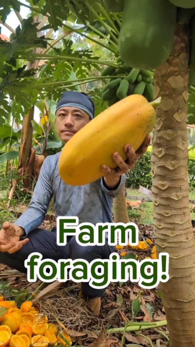 We started planting our farm in September of last year. It's taken a year to bear fruit; now let the foraging fun begin!