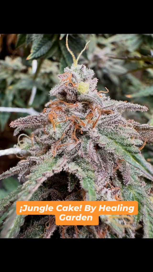 En una industria donde la uniformidad está en todas partes, ¡la calidad es lo que define nuestro valor!
🌱Es la elección de la semilla, la riqueza del suelo y el cuidado en su crecimiento lo que da forma al perfil y la experiencia de la flor.🌱
En Healing garden nos caracterizamos por nuestra calidad constante desde la siembra y por conectar a nuestros socios/pacientes con algo verdaderamente auténtico.
¡Escríbenos y sé parte de esta revolución en salud natural!
#saludnatural #chicureo