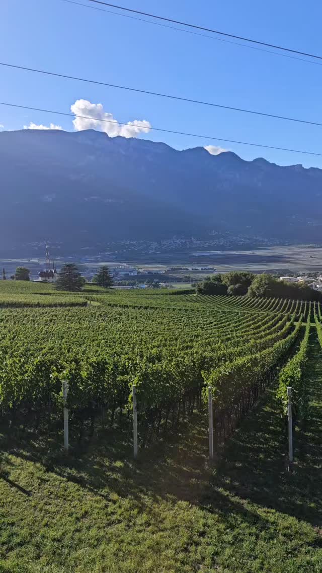 Kollerhof vibes in South Tyrol ✨ Top wines, yummy food, pure nature and the best people around! This place is simply unforgettable 🍷🌿🍴💛
#Kollerhof #SouthTyrol #WineTime #WineLovers #Foodie #TravelVibes #Barone1889 #WineryLife #NatureLovers #GoodVibesOnly #DolceVita