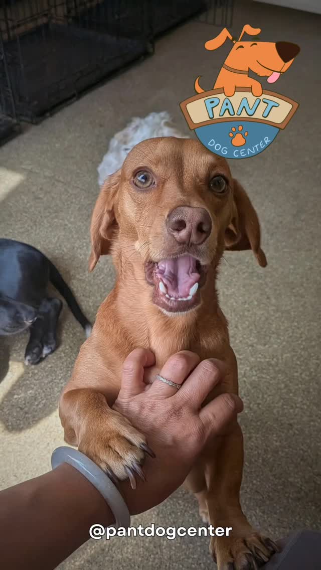 ⚡ Welcome to The Zoomies Files — where tails turn into turbo mode, paws hit top speed, and pure joy takes over the daycare floor! Nothing says happy dog quite like the legendary zoomies.
Catch the chaos, the laughter, and the unstoppable energy only our pups can bring. 🚀🐶
#DogZoomies #HappyDogs #DogDaycareLife #PhillyDogs #PlayfulPups #DogEnergy