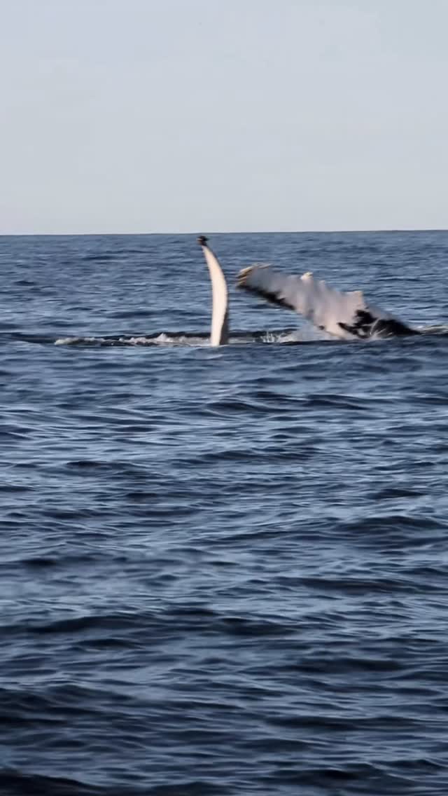 Good morning Mr.Humpback 🐋🐋
