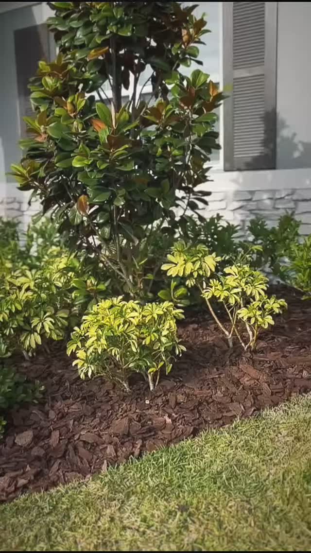 🧑🏻🌾🤎 Pine bark
#lawncare#lawncarelife#lawncareservice#lawnmaintenance#mulching#pinebark#orlandofl#orlandoflorida