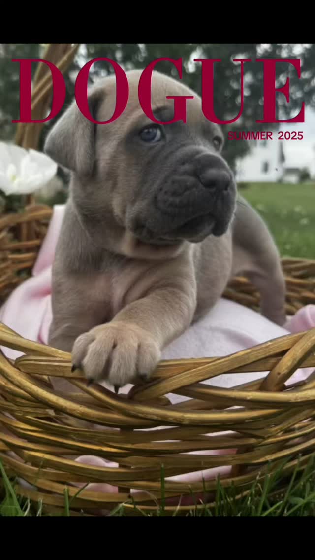 #canecorso #canecorsoofinstagram #canecorsofans #canecorsolife #canecorsolover #canecorsopuppy #canecorsoloversofinstagram #canecorsoitaliano #canecorsokennel #availablepuppies #canecorsopuppies #dogsofinstagram #rehoming #doglife #akcgrandchampion #dogoftheday #doggo #doggram #doggyeyes #cuteanimals #cutedogs #dogloversofinstagram #dogkennel #dogbreeder #akcshowdog #akcchampion #AKCshow #AKC