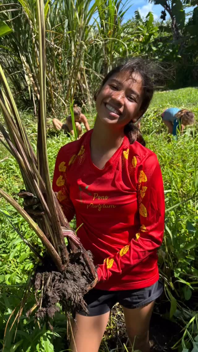 The 3 Phases of Getting Into Kalo 🌱
Phase 1: Tend to the lo‘i with love 💚 (and maybe a little mud on your face).
Phase 2: Fully embrace the environment 🌿 (a.k.a. become one with the mud).
Phase 3: Return to reality… eventually. 😂
Here you see one of our older students absolutely thriving in all three phases—especially Phase 2. She LOVES serving this restoration project with @honomanurestoration.
And let’s be real… she’s not just getting dirty. She’s growing up strong, healthy, and FULL of knowledge, while connecting deeply to this amazing ʻāina that feeds her, protects her, and teaches her the meaning of true childhood.
Oh, and did we mention? She’s 13. Yep—13 and already more grounded than most adults. 🌾🙌
Would you dive into the lo‘i? Or stick to Phase 3? Would love to see your comments..
#ponooutdoorprogram #ainabasededucation #ourprada #handsonlearning #grounding #malamaaina #gettingdirtyisfun #reallife #unschoolingworks #homeschoolfun