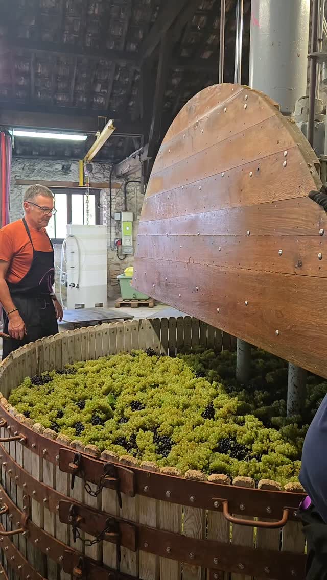 Champagne harvest!
#toursinchampagne
#tourwithlocals
#besttours #winetours #champagne #champagneexperience 
#champagnelover #champagnelovers
#champagneaddict #champagne
#private #privatexperience #honeymoon #champagnesecret #champagnemoments #champagneprivateexperience #luxurychampagne #finechampagne #champagneguide #champagnelife  #champagnetasting #winelover #winelovers #winetasting  #wineblogger #winedestination #winetravel #winetraveler
#thechampagnewineclub #champagneluxurytrip