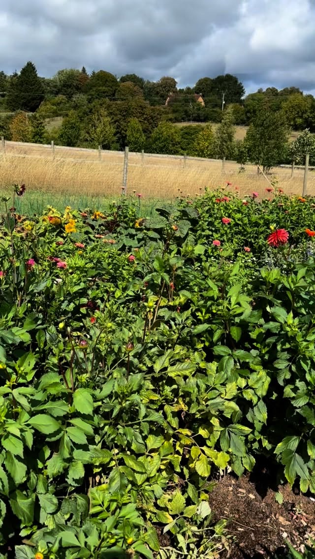 My day @homewoodbath refreshing the reception area with fresh autumn 🍂 blooms, then heading to the cutting garden to collect flowers to decorate the taberna dining room
The flowers are still holding on in the garden fingers crossed 🤞 I will get a few more weeks of fabulous homegrown blooms
#flowersnug #studioflorist #supportsmallbusiness #shoplocal #homewoodbath #hotelflowers #autumnvibes🍁 #homegrownflowers