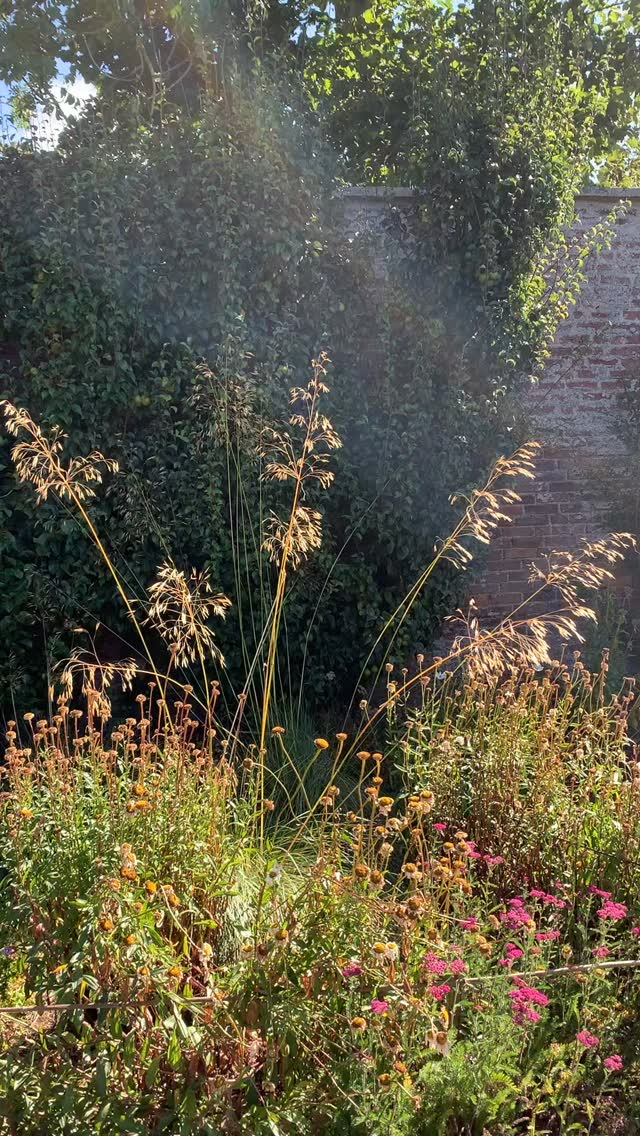 Golden oat grass (Stipa gigantea) dancing in the late august sun. We may now be at the end of the summer, but the garden season very much continues…
If you’re interested in finding out more about our garden in South-east Scotland, you might like to read our regular blog. You can find the link in our profile bio or visit www.thescottishcountrygarden.com. Check out our latest post ‘Wishing Summer farewell.’
#gardenblog #garden #thescottishcountrygarden #scottishcountrygarden #gardenbloguk #scottishgardenblog #headgardenersblog #countrygardenblog
#gardenblogger #summergarden#scottishgarden #scottishgardener #gardenjournal #scottishgardenjournal #gardendiary #gardenersdiary #oldgarden #walledgarden #oldfashionedgarden #walledgardenblog #gardeninscotland #thegardeninaugust #augustgarden
#gardenwriter #ukgarden #gardensofScotland #gardensofgreatbritain #latesummergarden
