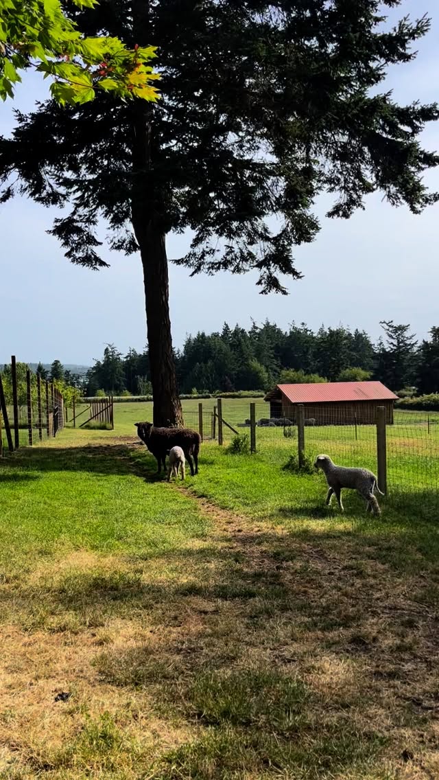 Onto greener pastures🌿🐑✨
#sheep #sheepfarm #lamb #greenerpastures #whidbeyisland #washingtonstate #pnw #pacificanorthwest #valaisblacknose #wensleydale #teeswater