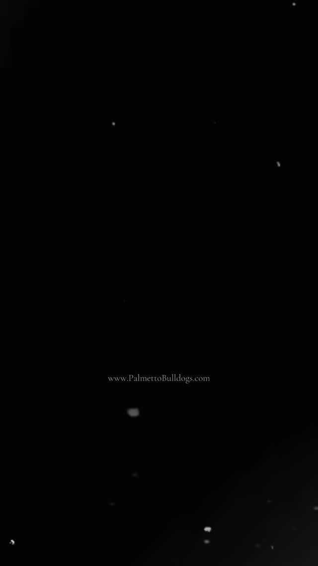 Not perfect, but realistic... Behind-the-scenes Sneak Peek at our Palmetto Bulldog Puppy Day Out. Got To Love A Photoshoot With A Good Ole Fashioned, Homemade, Photo Prop. In a world of Al Generated Content we still prefer the authenticity of creating special moments in the real world. #palmettobulldogs #puppy #love #hotairballoons #airballoon #instagood #love #englishbulldogpuppy #photography