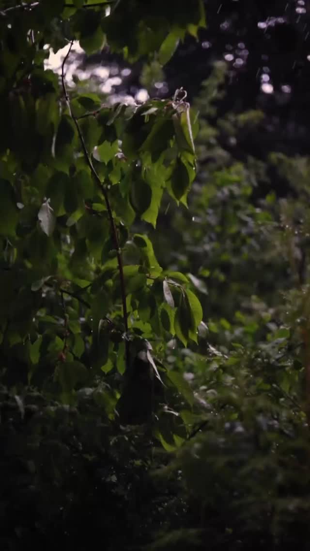 Cradled In Grace-ProLife
Women’s Fiction
“For I know the plans I have for you, declares the Lord, plans to prosper you and not to harm you, plans to give you hope and a future.” – Jeremiah 29:11 #newauthor #catholic #bookstagram #womensfiction #christian #faith #ProLife #God #Scripture