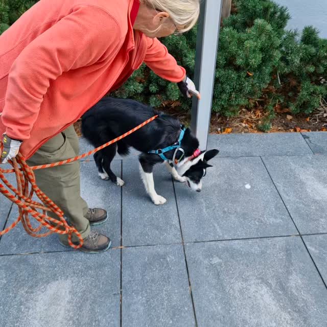 Oh, it does 'feel good' when you find a person hidden, 'who knows where?' working as a team with your dog!
Exactly as our teams did today despite a brisk breeze and our built-up urban environment adding to the challenges.
Team Lily started off and did brilliantly. A couple of points to challenge focus with one of the very few cars and some squirrels that needed to be assessed, but she was super-strong and on it when working, making light work of your trails. Great job, Team Lily ๐ ๐ ๐
Team Olive was on fire, super decisions, and precision, Olive made some lovely clear, off-scent indications and made light work of the twists and turns. She showed how important greenery is to our dogs as this is where the scent gets caught and worked through when the going got tough on the open tarmac areas. Great trails today, Team Olive ๐ซ ๐ ๐
Bugg couldn't have been more excited to get going on his main trail even if giving him his scent article, a bag of breath, gave the team some logistical challenges... just how do you present a bag of breath with just one chance to get it before it's released? They made light work of the trail, showing us again just how amazing this partnership is, finding their runner on a lower level. Brilliant work Team Bugg ๐ ๐ ๐
Finally, Misty hadn't trailed since April, so the aim was to get her head back in the game. Her eyes lit up on seeing the scent stick so clearly all was not forgotten she made great progress on both trails and did some good indications and problem-solving to find a way around the building as she couldn't go direct. A great progression by Team Misty, well done ๐ ๐ ๐
If you have a dog with a nose and want to feel good with them, trailing could be for you! It's super-inclusive, and all training is positive-reward and based on playing to our dogs' superpower, their sense of smell.
Check out sessions at www.dogtrailing.co.uk
#mantrailing #pettrailing #Didsbury