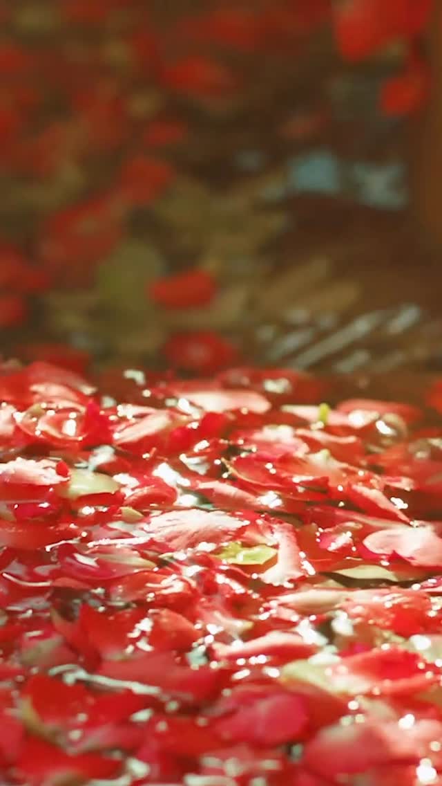 Step into serenity at Lime Samui ☁️
Rebalance your mind and body with indulgent therapies and time-honoured healing rituals, all against the backdrop of Koh Samui’s tranquil beauty.
#LimeSamui #WellnessRetreat #LuxuryVilla #KohSamui #IslandEscape #thailandtravel #samuitrip #kosamui #samuiisland #thailand_ig #thailife #kosamui #igthailand #travelthailand