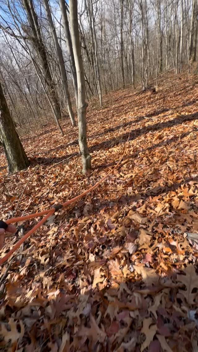 Just a man & his hound
#bavarianmountainhound #trackinghound #bmh #bavarianmountainhounds #tracking