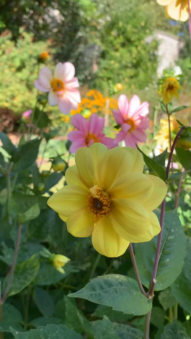 September dahlias. When the herbaceous is starting to wind down, our dahlias step in to provide welcome pops of colour.
If you’re interested in finding out more about our garden in South-east Scotland, you might like to read our regular blog. You can find the link in our profile bio or visit www.thescottishcountrygarden.com. Check out our latest post ‘Wishing Summer farewell.’
#gardenblog #garden #thescottishcountrygarden #scottishcountrygarden #gardenbloguk #scottishgardenblog #headgardenersblog #countrygardenblog
#gardenblogger #autumngarden#scottishgarden #scottishgardener #gardenjournal #scottishgardenjournal #gardendiary #gardenersdiary #oldgarden #walledgarden #oldfashionedgarden #walledgardenblog #gardeninscotland #thegardeninseptember#septembergarden
#gardenwriter #ukgarden #gardensofScotland #gardensofgreatbritain