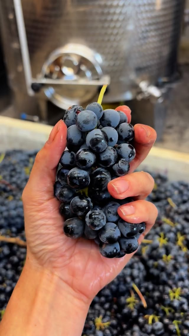 Sound on for winery #asmr