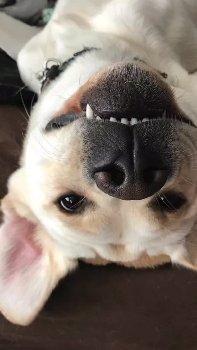 Missed it? 👀 Our Train Your Own program officially launched on Labrador Day! 🐾 Start your journey today! Visit our website to learn more & sign-up for our FREE Infurmation Hour. #LabradorDay #GoodDogTYO