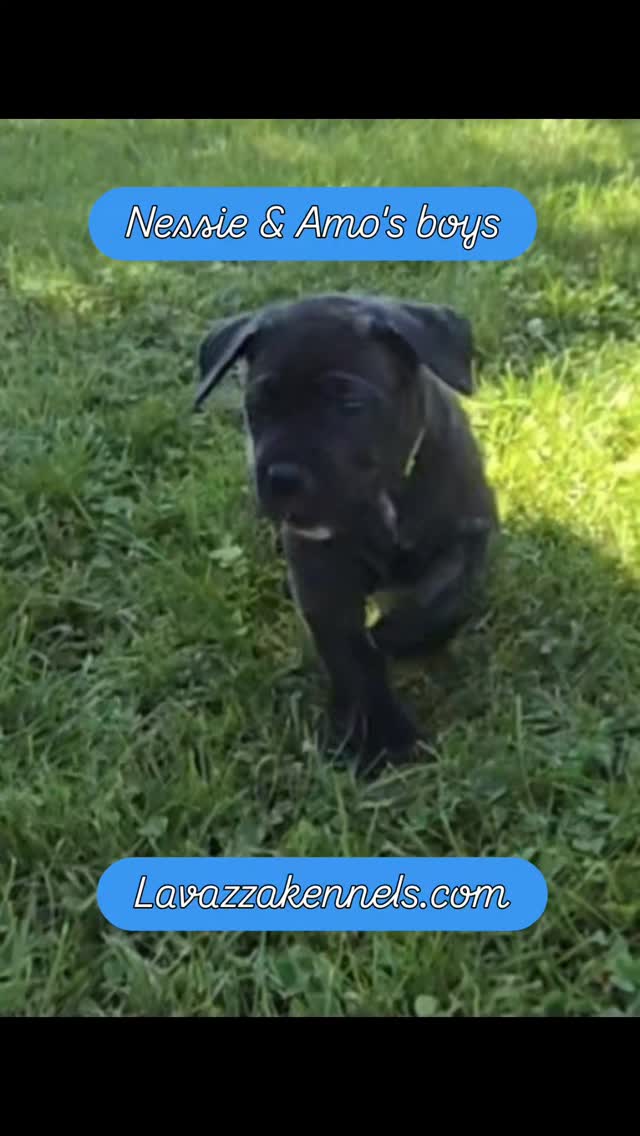 #canecorso #canecorsoofinstagram #canecorsofans #canecorsolife #canecorsolover #canecorsopuppy #canecorsoloversofinstagram #canecorsoitaliano #canecorsokennel #availablepuppies #canecorsopuppies #dogsofinstagram #rehoming #doglife #akcgrandchampion #dogoftheday #doggo #doggram #doggyeyes #cuteanimals #cutedogs #dogloversofinstagram #dogkennel #dogbreeder #akcshowdog #akcchampion #AKCshow #AKC