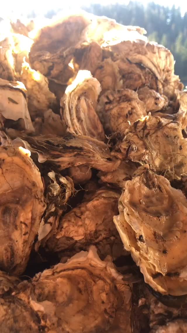 Is summer over?
.
.
.
#oysterfarming #alaskanoysters #princeofwalesisland #tommasoshellfishoysters #alaskashellfishgrowers