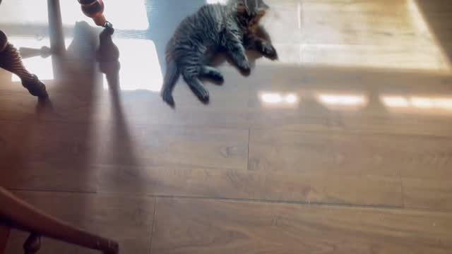 Some product models work…some don’t. That’s ok, content is content. #kittencuddles